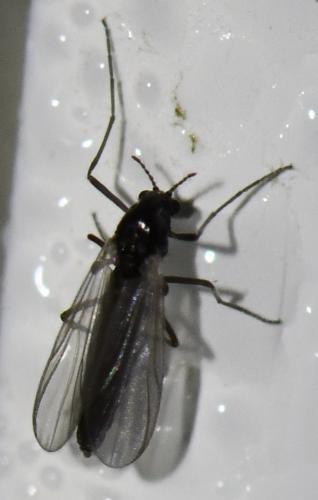 Orthocladiinae